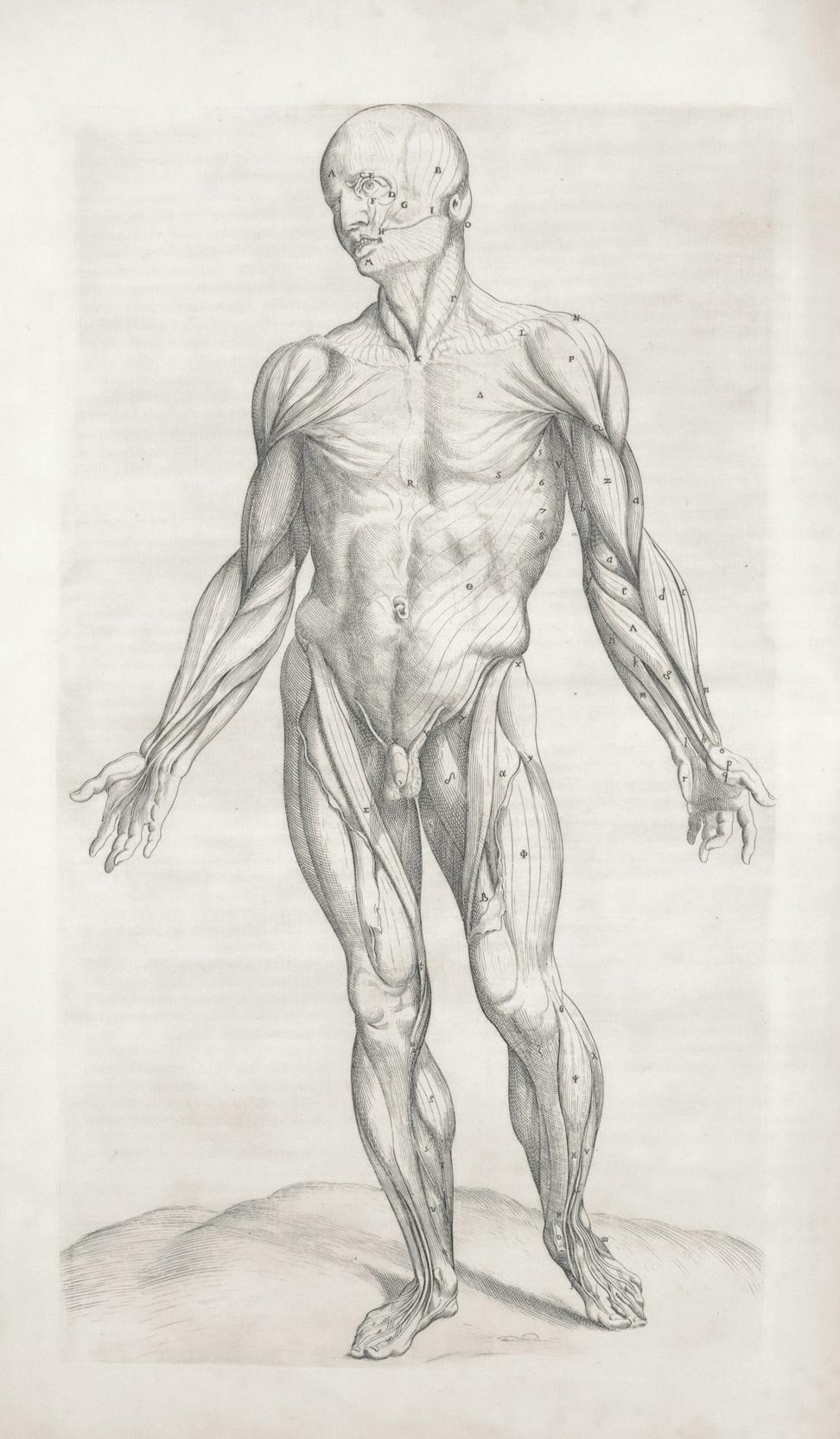 Body Composition Analysis